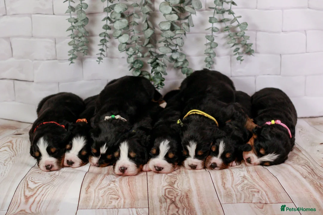 Bernese Mountain Dog dogs for stud: Gorgeous Bernese stud Maui - Advert 22