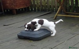 English Springer Spaniel dogs for sale: Gorgeous English Springer Spaniel Puppies  - Advert 29
