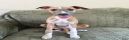 Whippet dogs for sale: 2 whippet boys💙 - Advert 6