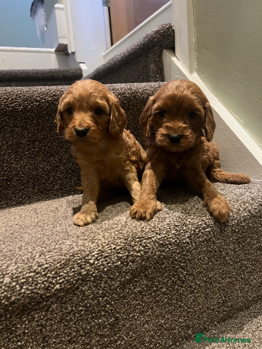 Cockapoo dogs for sale: Lovely litter of F2 cockapoos  - Advert 5