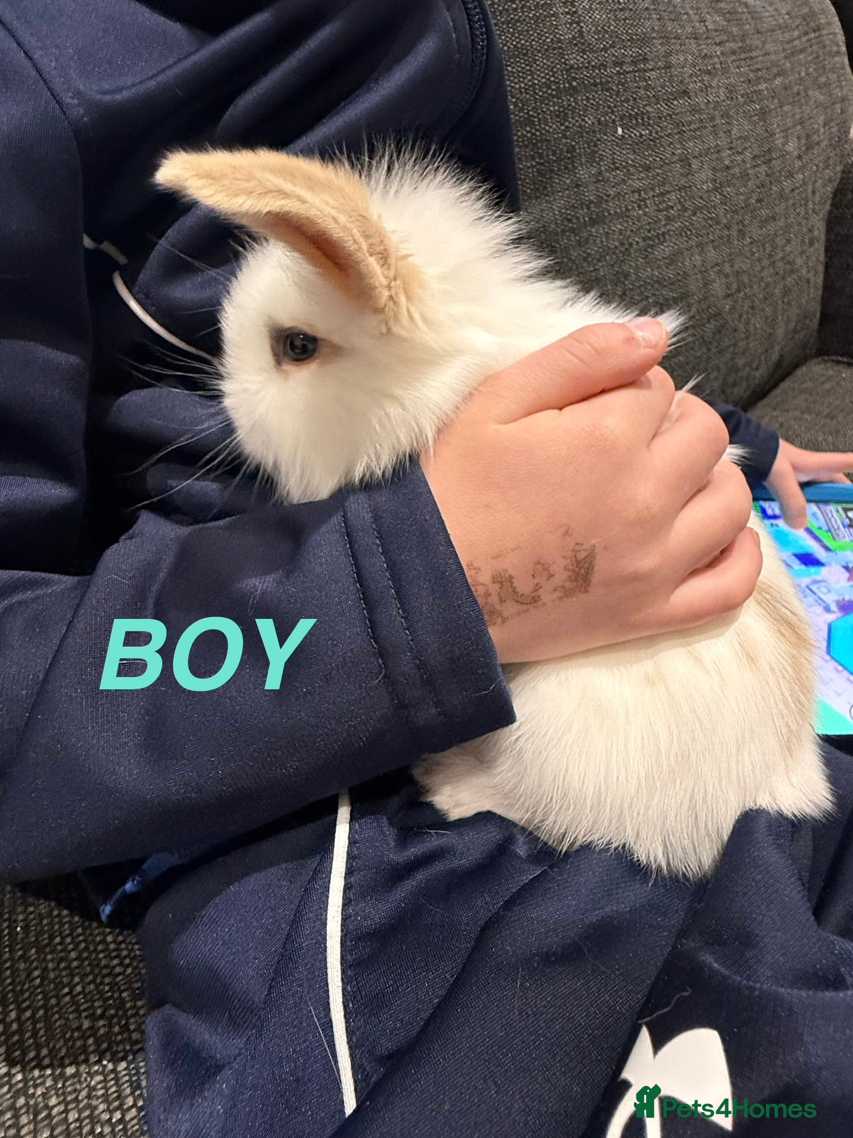 Mini Lop rabbits Adorable Mini Lops  - Advert 2