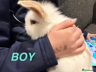 Mini Lop rabbits Adorable Mini Lops - Advert 2