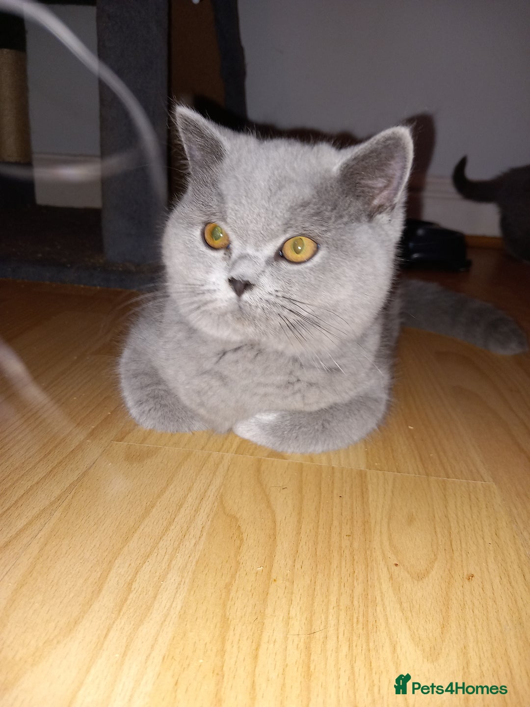 British Shorthair cats for sale: Championship Bloodline Blue BSH GCCF - Advert 2