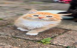 Mixed Breed cats for sale: two boys and a girl - Image 2