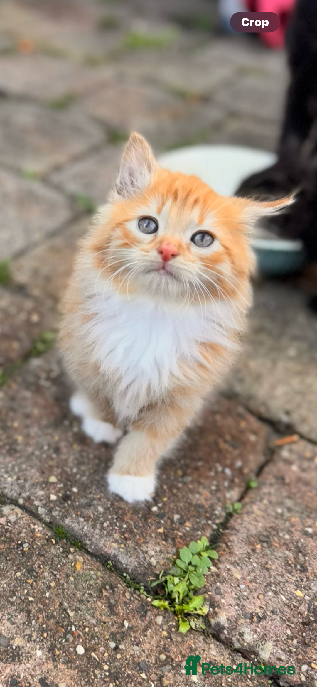 Mixed Breed cats for sale: two boys and a girl - Image 2