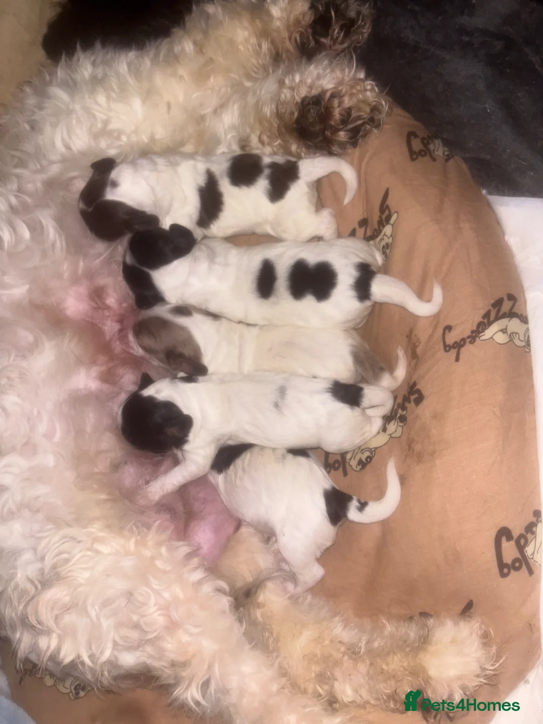 Cockapoo dogs for sale: Cockapoo pups  - Advert 41