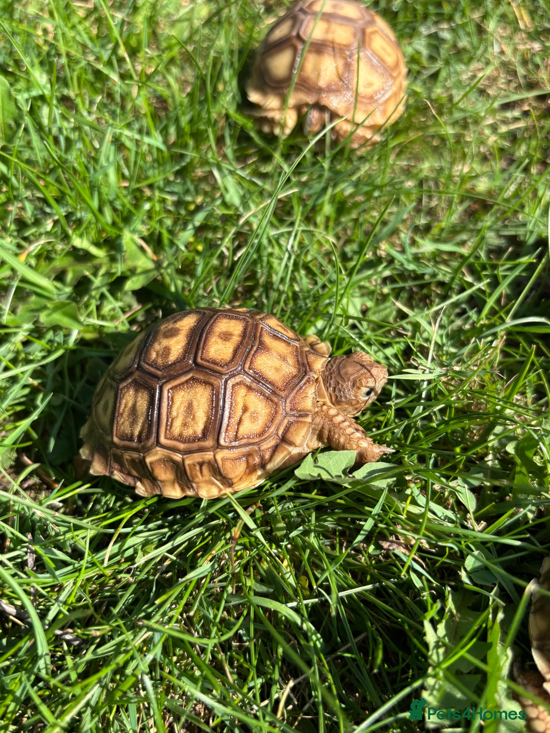 Tortoise reptiles for sale: Sulcata Hatchlings  - Image 9