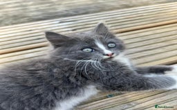 Mixed Breed cats for sale: Lovely Kitten for sale only 50£  - Image 11