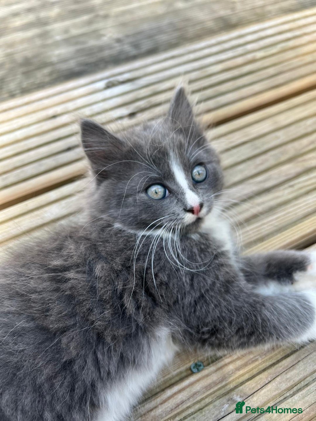 Mixed Breed cats for sale: Lovely Kitten for sale only 50£  - Image 11
