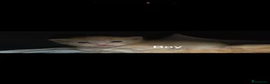 Domestic Shorthair Kitten 3