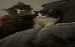 Mixed Breed cats for sale: four Gorgeous kittens looking for a loving home  - Image 6