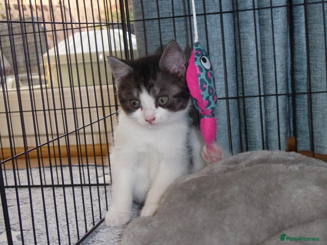 Mixed Breed cats for sale: British shorthaired mixed breed kittens - Image 4