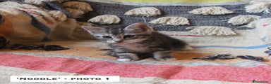 Mixed Breed Kitten 5 - 'Noodle'