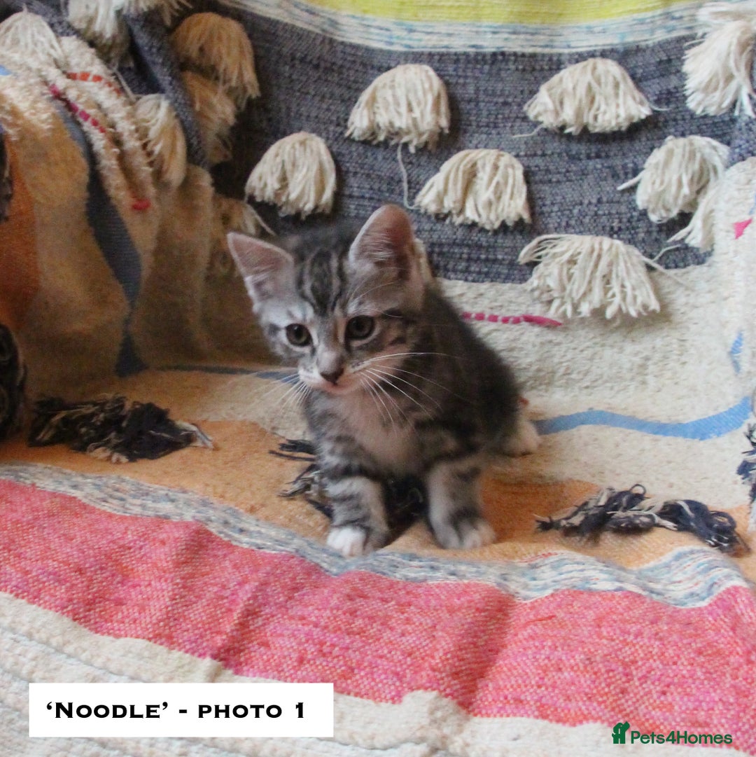 Mixed Breed cats for sale: Maine Coon Cross Kittens – Home Raised, Ready Jan - Advert 8