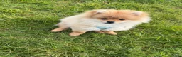 Pomeranian dogs for sale: 20 week old male pomeranian  in Rochester - Advert 6