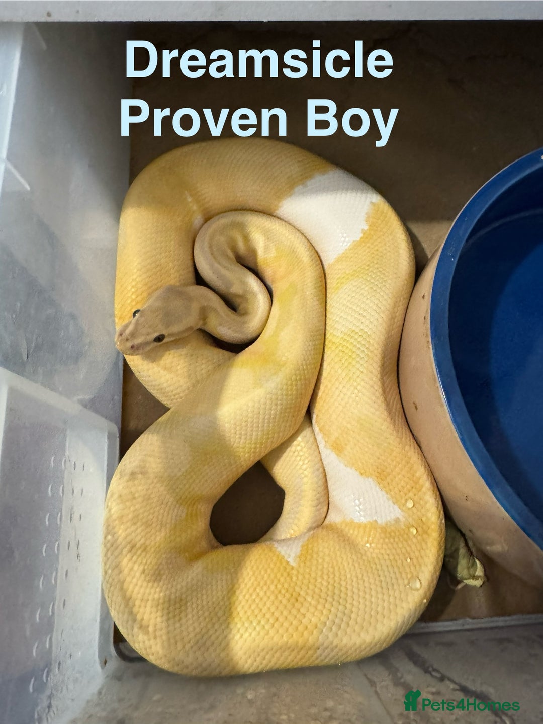 Python Snake reptiles for sale: Ball python collection  - Advert 10
