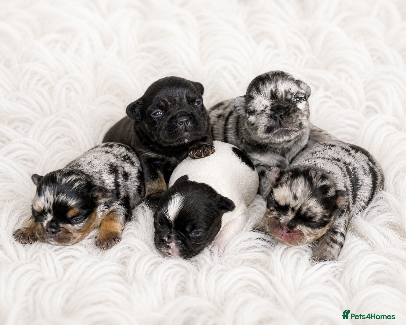 French Bulldog dogs Rare Fluffy French Bulldog Puppies  - Advert 19
