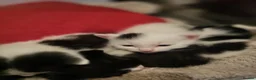 Mixed Breed cats for sale: 6 adorable kittens needing a forever home  in Birmingham - Advert 4