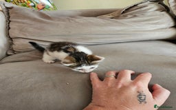 Mixed Breed cats for sale: 4 beautiful kittens - Image 5