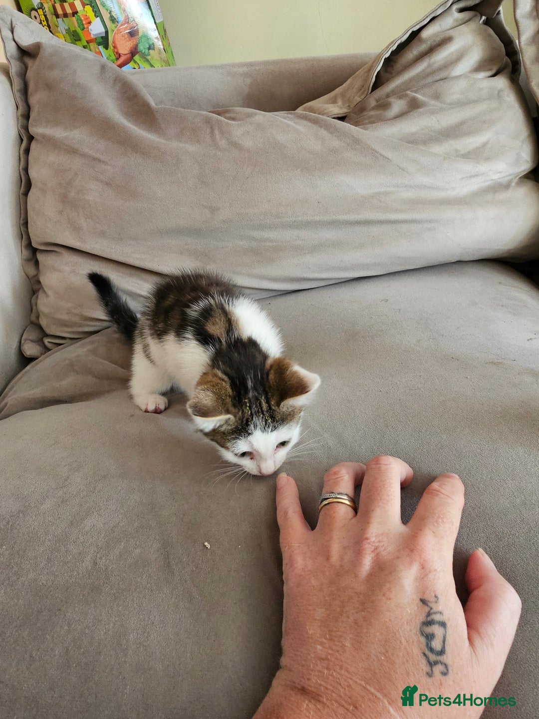 Mixed Breed cats for sale: 4 beautiful kittens - Image 5