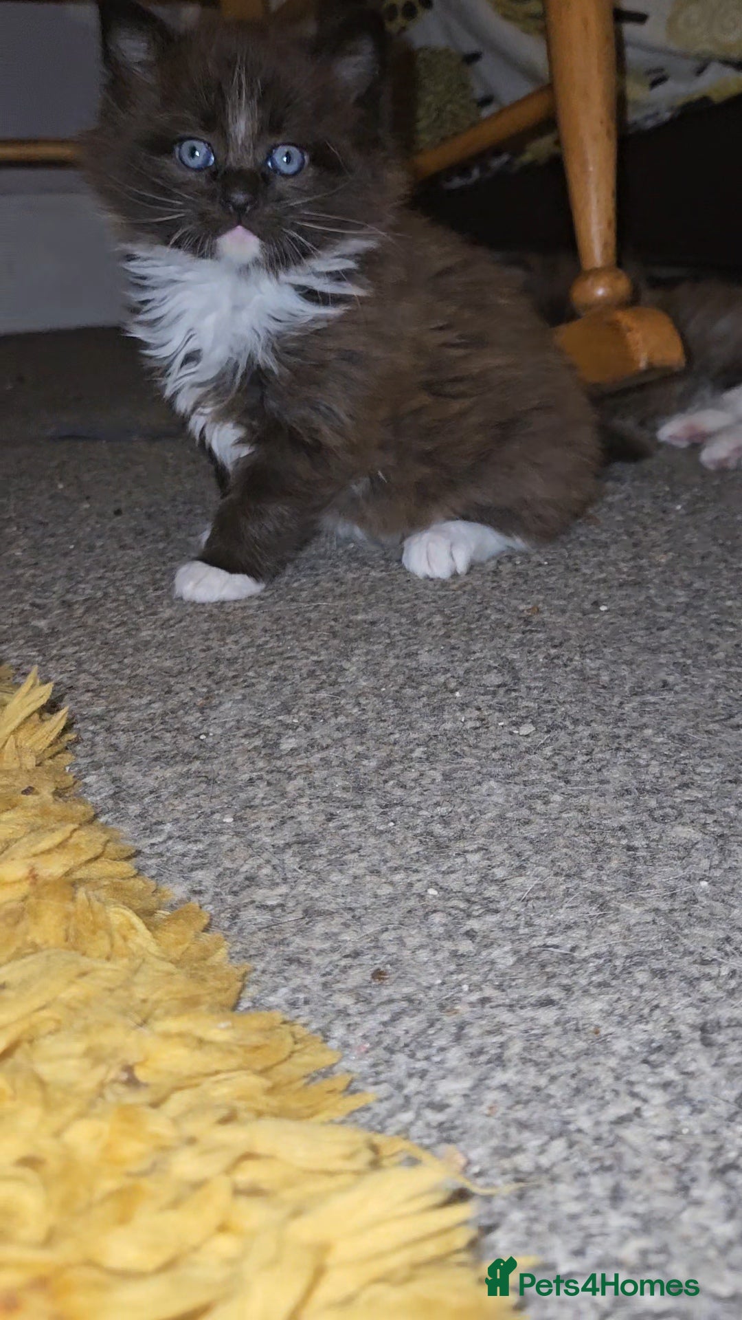 Maine Coon cats for sale: Perfect maine coon cross ragdoll  - Advert 9