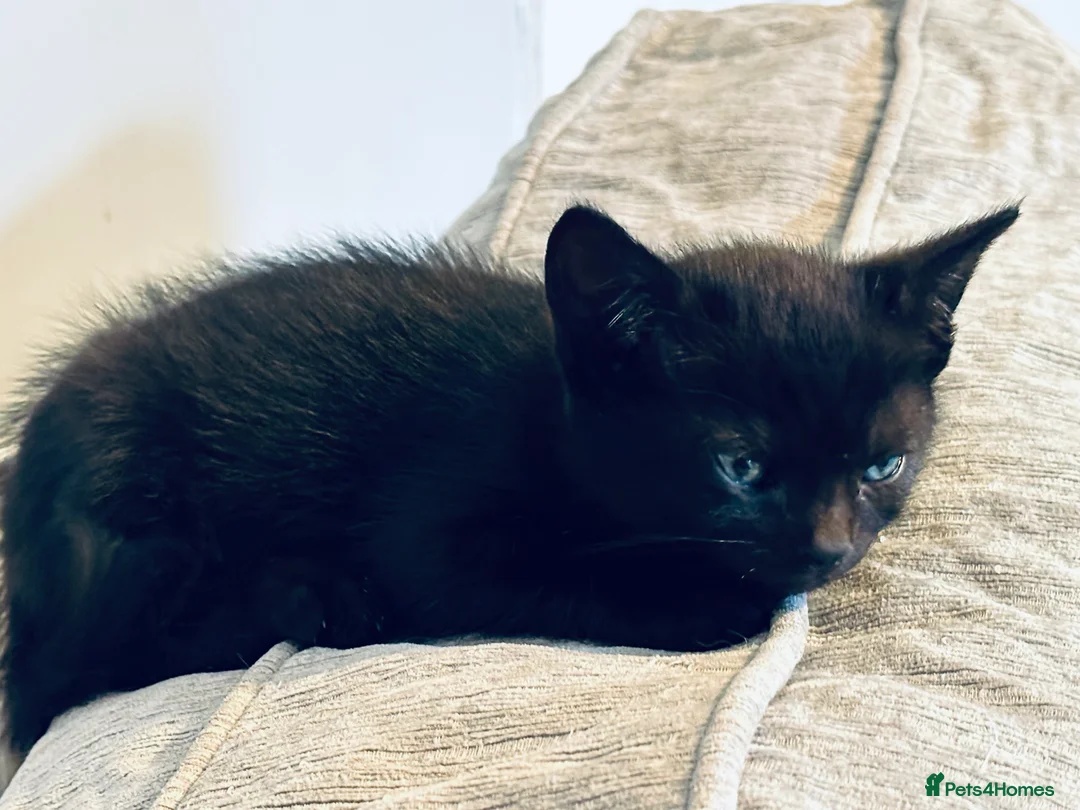 Mixed Breed cats for sale: Beautiful Male Sphynx X Tabby Mackrell Kittens  - Advert 7