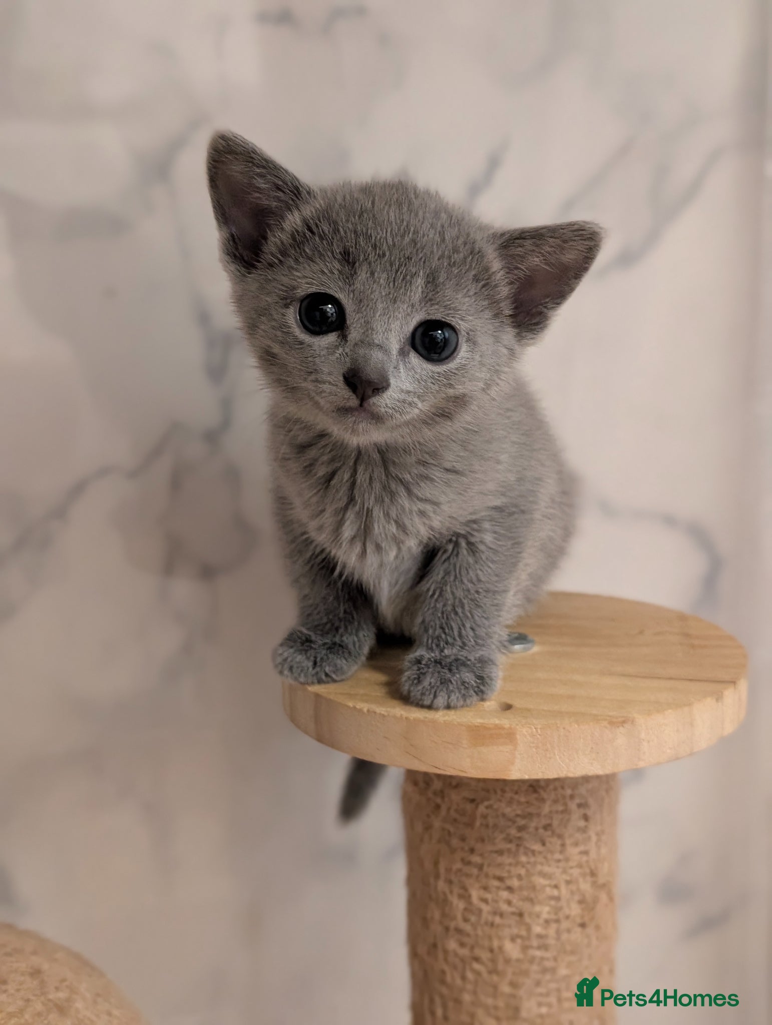 Russian Blue cats Stunning Full Pedigree Russian Blue  - Advert 3