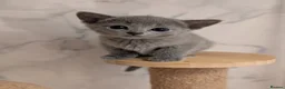 Russian Blue cats for sale: Stunning Full Pedigree Russian Blue  - Advert 9