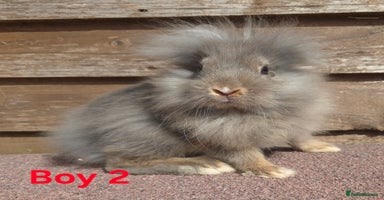 Lionhead rabbits - Advert 4
