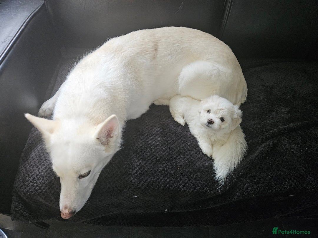 Mixed Breed dogs for sale: Husky cross - Image 2