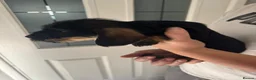 Dachshund dogs for sale: Beautiful Teckel Dachshund puppies for sale - Advert 13