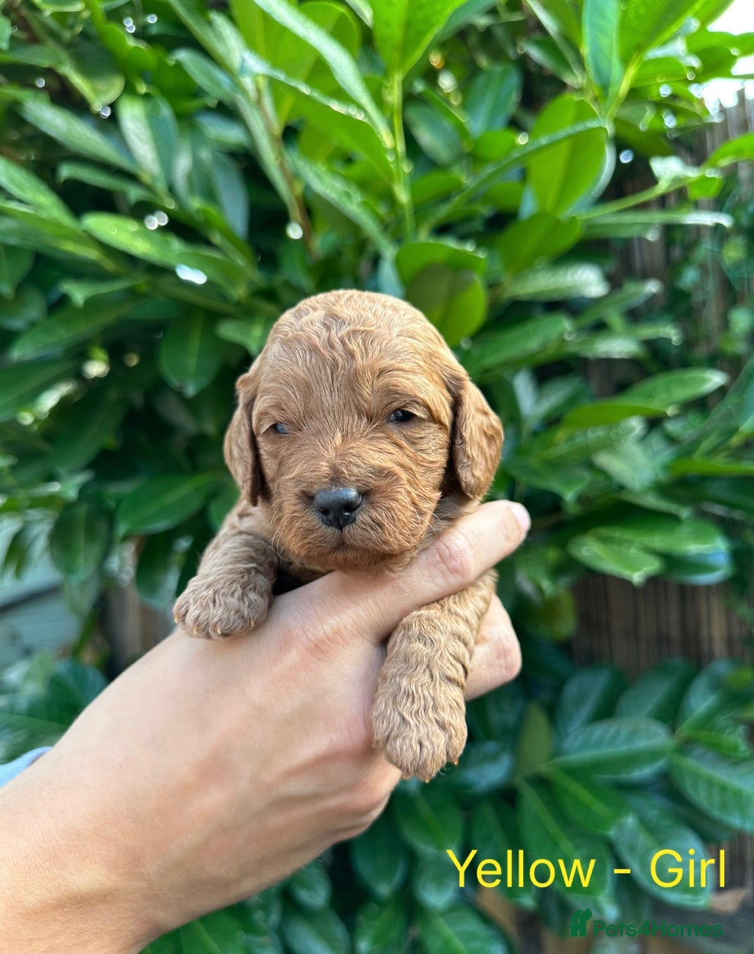 Cockapoo dogs for sale: Cockapoo F1b non moulting health tested puppies  - Image 10