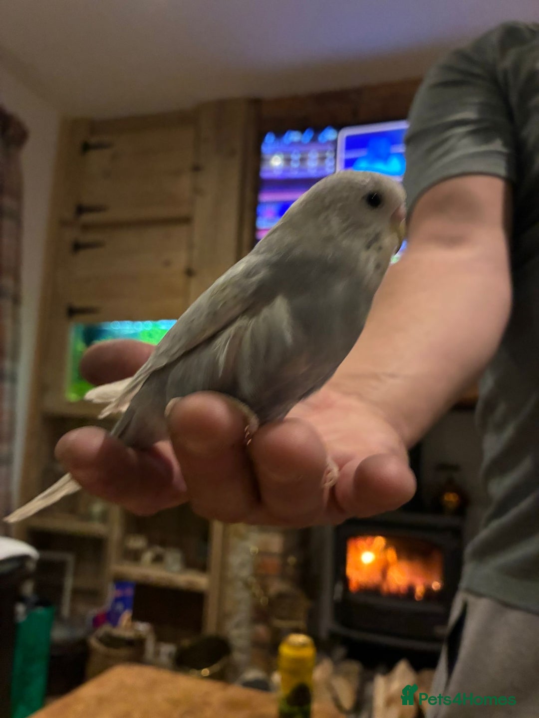 Budgerigars birds for sale: Hand reared hand tame baby budgies - Advert 2