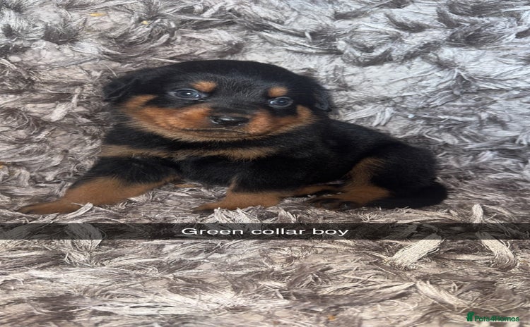 Rottweiler dogs - Advert 1