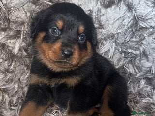 Rottweiler dogs - Advert 27