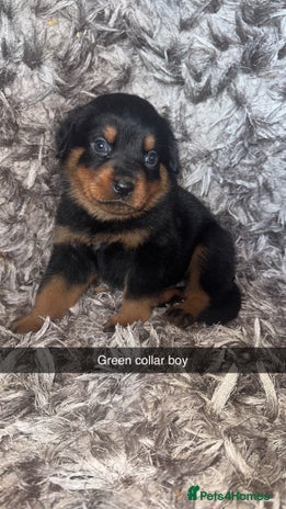 Rottweiler dogs - Advert 1