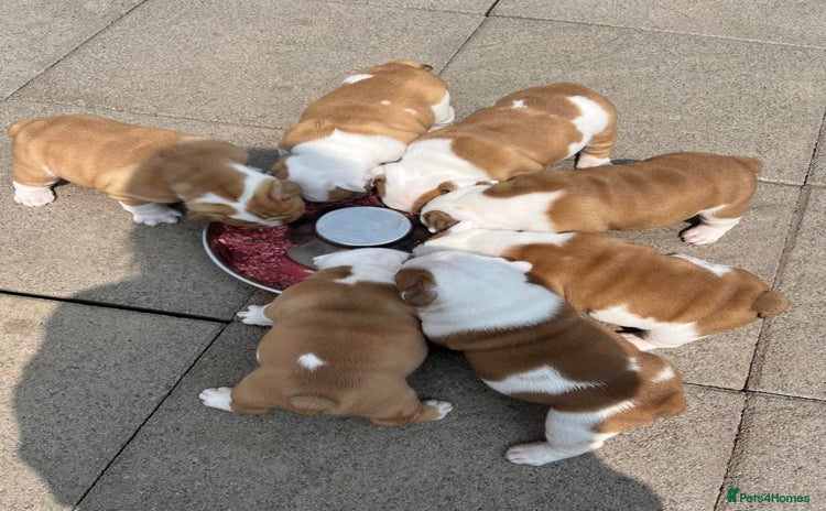 English Bulldog dogs - Advert 1