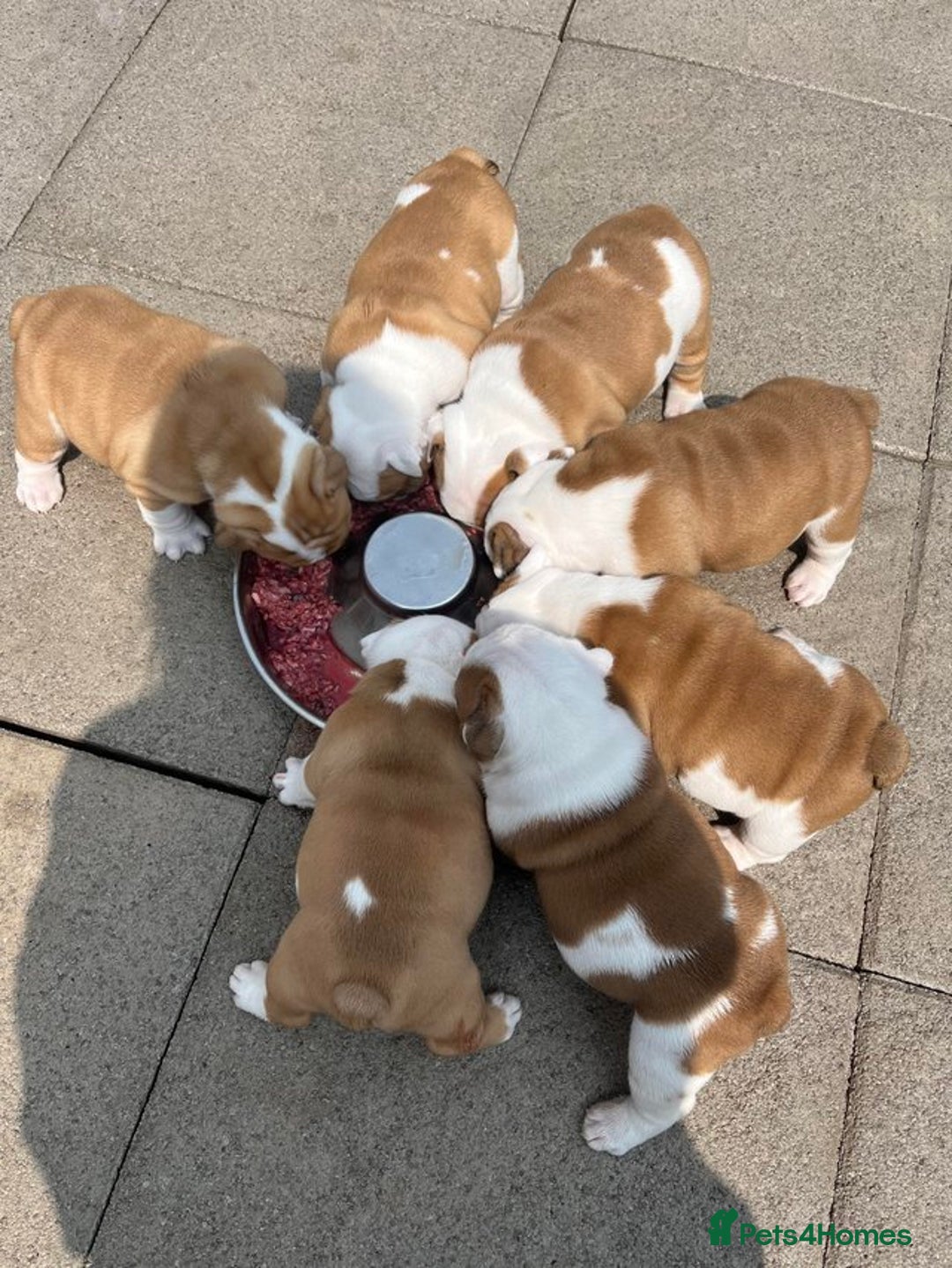 English Bulldog dogs for sale: Stunning Litter Of English Bulldog Puppies - Image 1