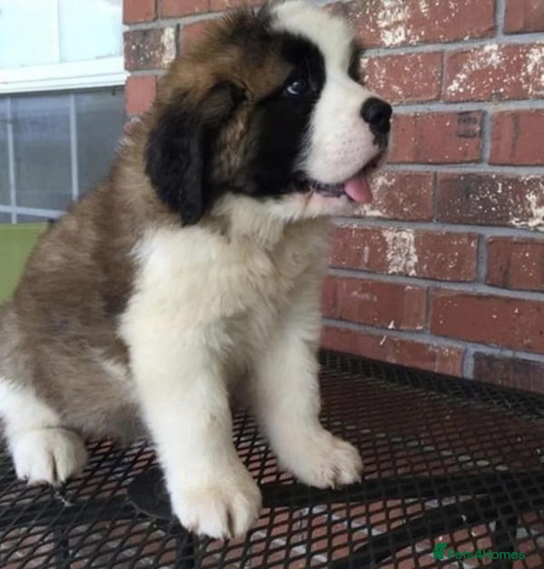 Saint Bernard dogs for sale: Little Nap-Time Buddies with Big Hearts in Huddersfield - Advert 16