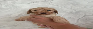 Cockapoo 3