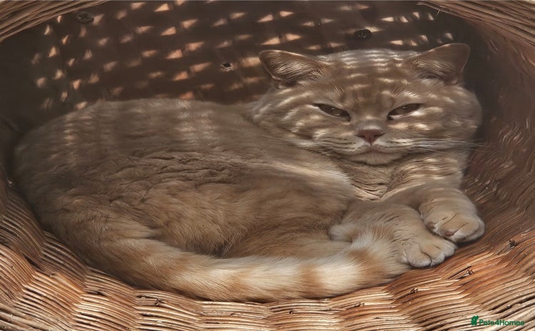 British Shorthair cats - Advert 11