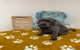 Cane Corso dogs for sale: Cane corso puppies for sale  - Image 37