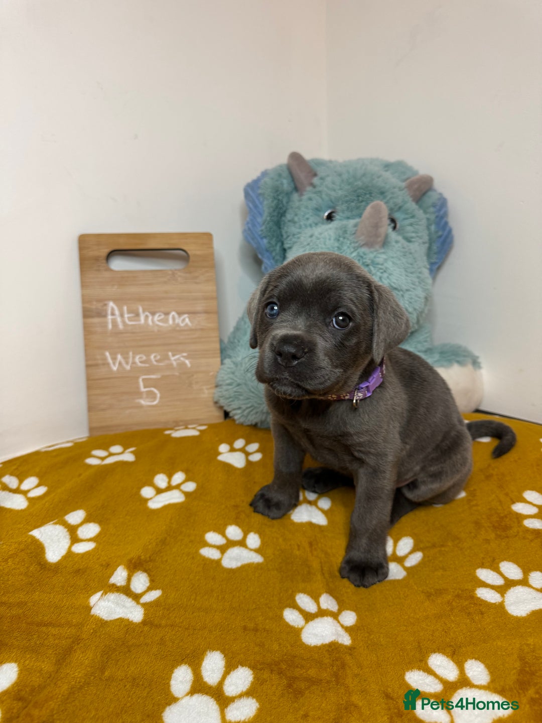 Cane Corso dogs for sale: Cane corso puppies for sale  - Image 37