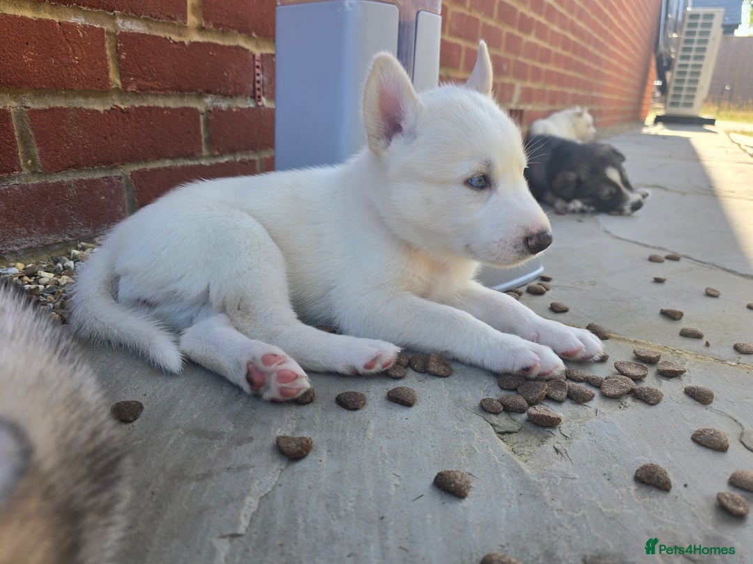 Siberian Husky dogs for sale: Stunning Pure siberian husky pups - Image 18