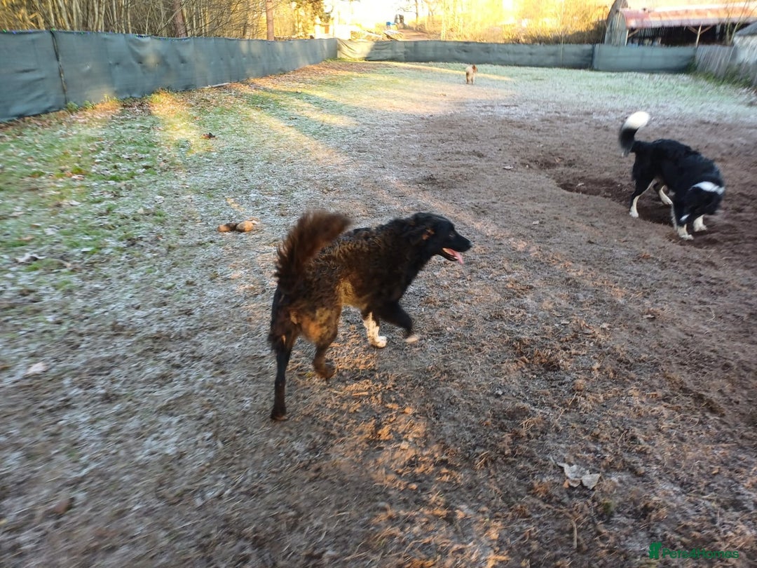 Mixed Breed dogs for adoption: Daisy, a Beautiful Soul - for a Loving Home - Advert 20