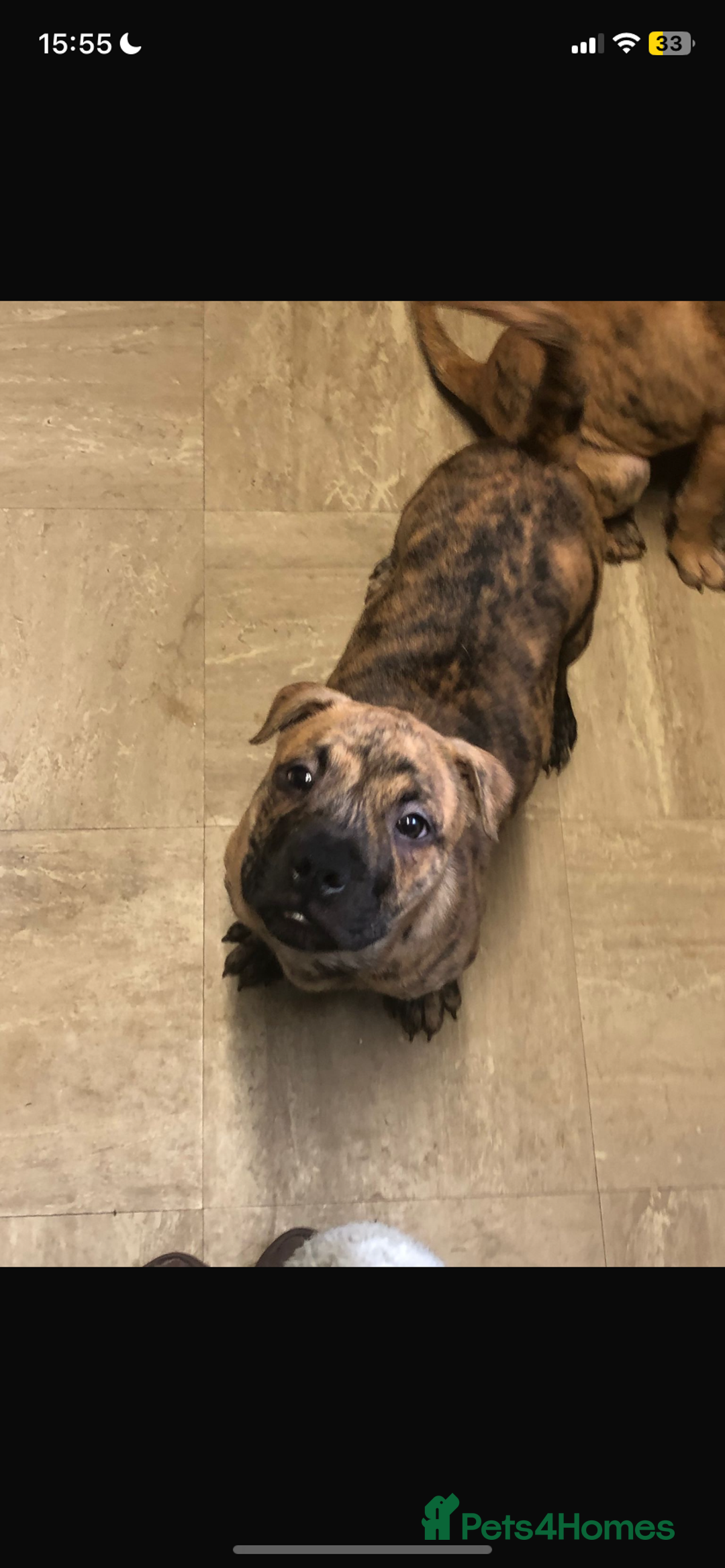 Mixed Breed dogs for sale: sharpei cross staffy puppy  - Image 4