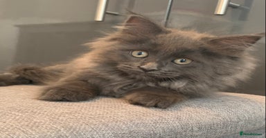 Maine Coon cats - Advert 5