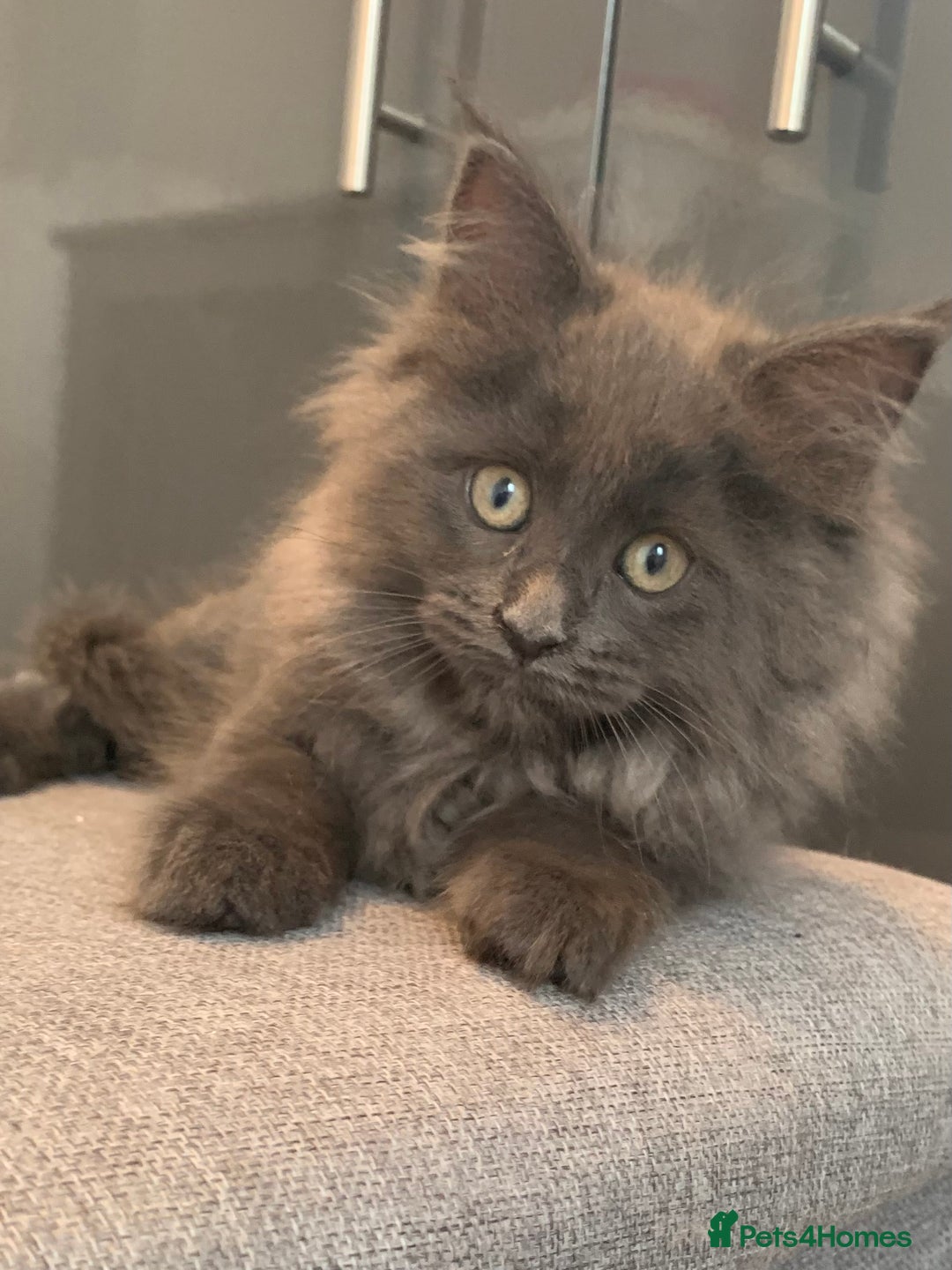 Maine Coon cats for sale: Beautiful Maine coon babies - Image 2