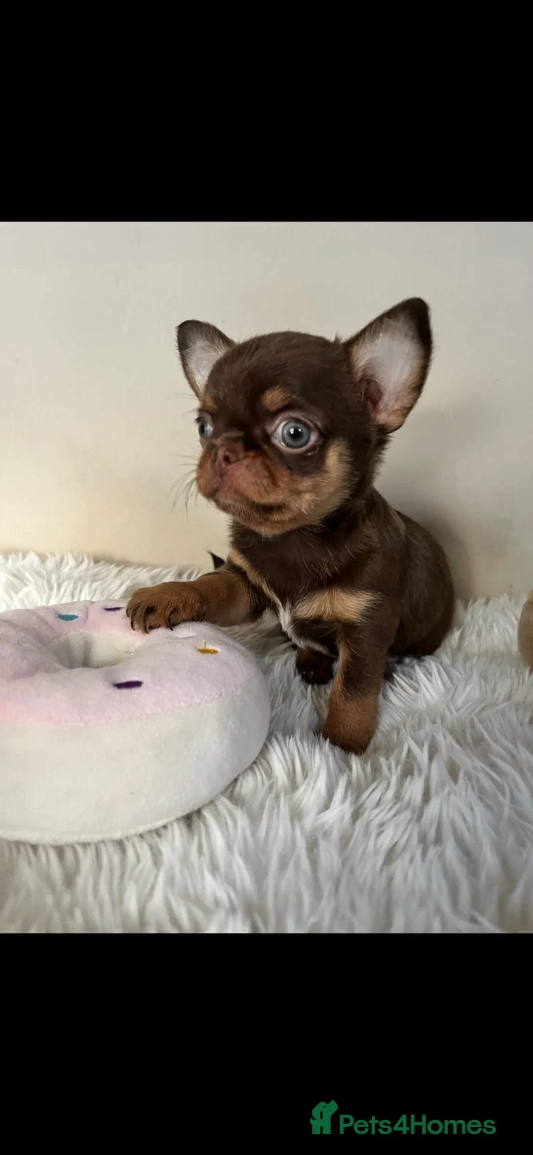 Chihuahua dogs for sale: Xx Quality Thai/Russian chihuahuas Xx - Advert 2