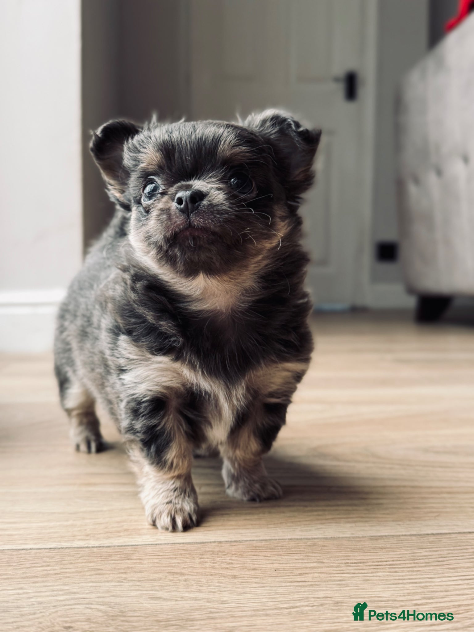 Chihuahua dogs 2 BOYS LEFT 😍😍 KC chihuahua puppies  - Advert 12